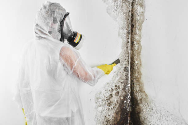 Best Certified Mold Removal  in Black Jack, MO