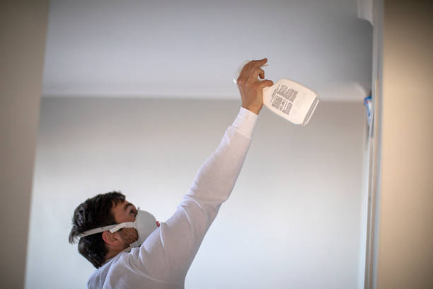 Best Black Mold Removal  in Black Jack, MO