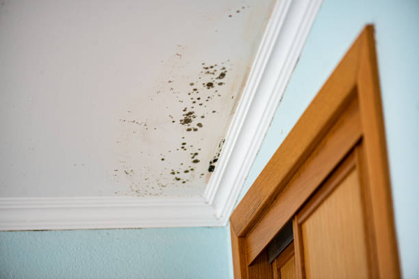 Best Water Damage Restoration  in Black Jack, MO