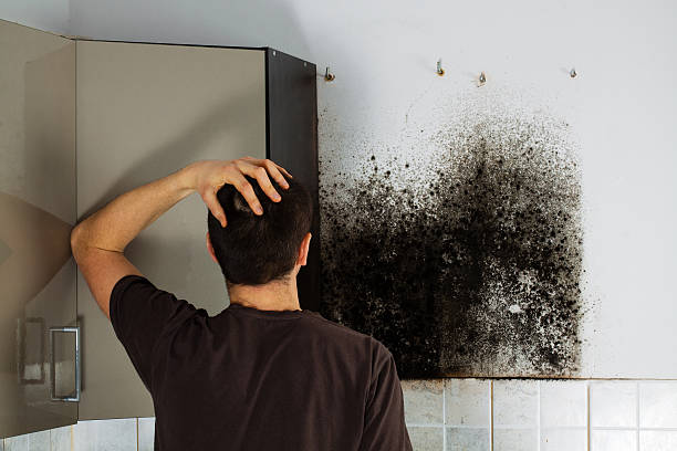 Best Mold Damage Repair  in Black Jack, MO