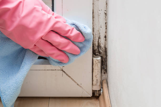 Mold Testing and Removal in Black Jack, MO