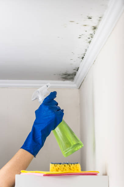 Best Professional Mold Removal  in Black Jack, MO